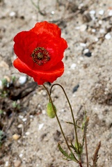 Papaver rhoeas