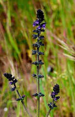 Salvia verbenaca
