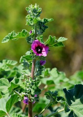 Malva arborea