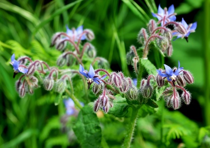 Borago officinalis