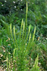 Reseda luteola