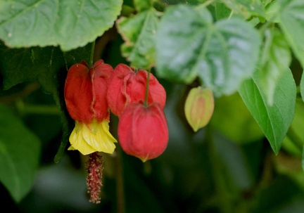 Abutilon megapotamicum-1