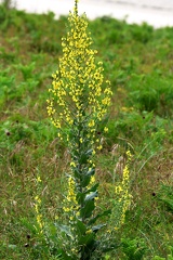 Verbascum pulverulentum-3