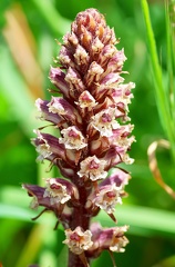 Orobanche sp.