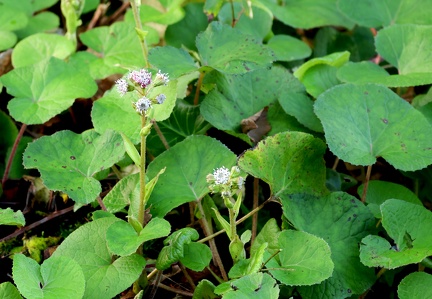Petasites pyrenaicus