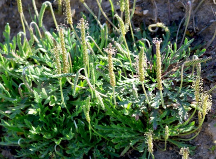 Plantago coronopus