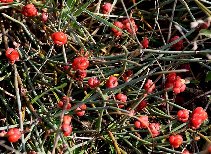 Ephedra distachya