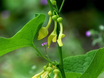 Aristolochia clematitis-1