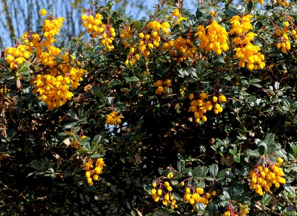 Berberis darwinii