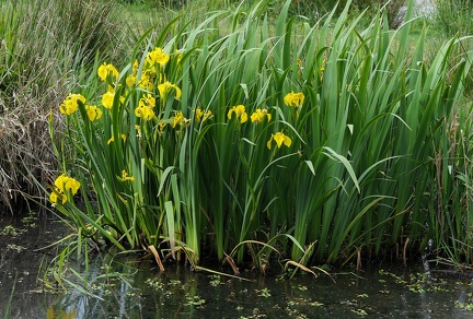 Iris pseudacorus