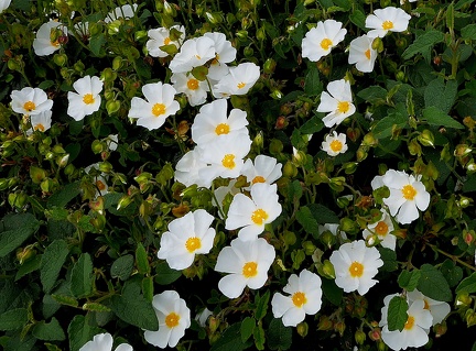 Cistus populifolius