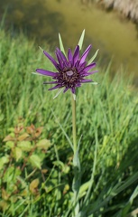 Tragopogon porrifolius 