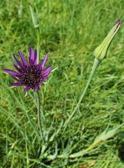 Tragopogon porrifolius