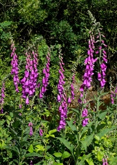 Digitalis purpurea