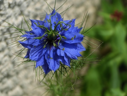 Nigella damascena