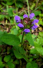 Prunella vulgaris