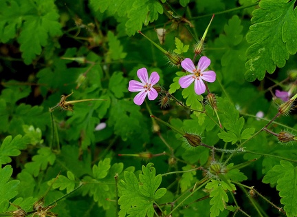 Geranium robertianum