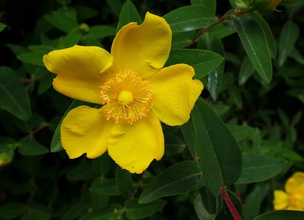 Ludwigia grandiflora