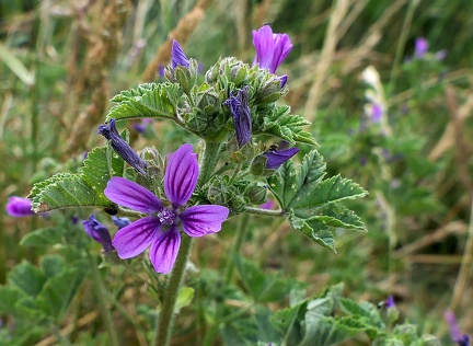 Malva sylvestris-1