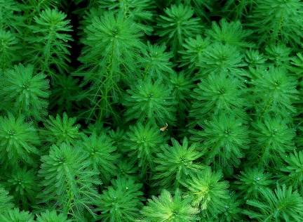 Myriophyllum aquaticum