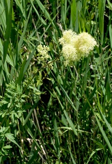 Thalictrum flavum