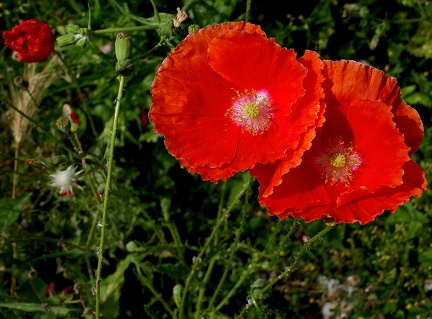 Papaver nudicaule