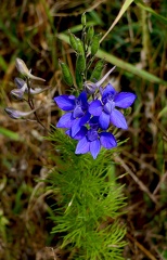 Delphinium ajacis