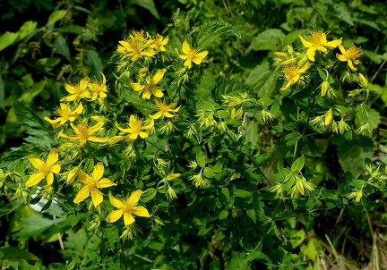 Hypericum perforatum