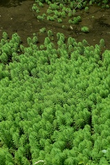 Myriophyllum aquaticum