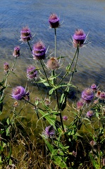 Dipsacus fullonum