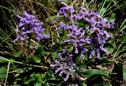 Limonium vulgare