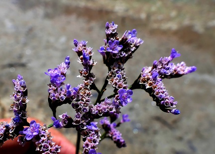 Limonium vulgare-1