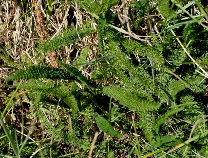 Achillea setacea