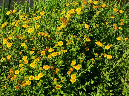 Pulicaria dysenterica