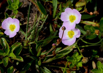 Baldellia ranunculoides