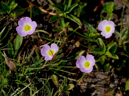 Baldellia ranunculoides