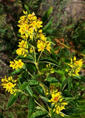 Lysimachia vulgaris