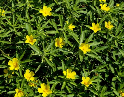 Ludwigia grandiflora