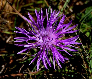 Centaurea jacea