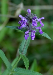 Stachys palustris-3