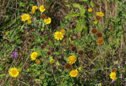 Pulicaria dysenterica