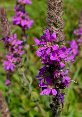 Lythrum salicaria-1