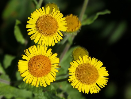 Pulicaria dysenterica