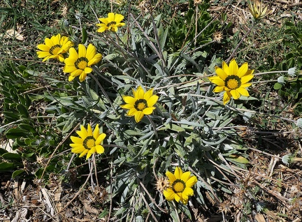 Gazania rigens