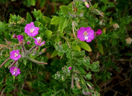 Epilobium hirsutum