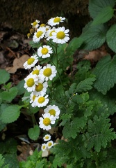 Tanacetum parthenium