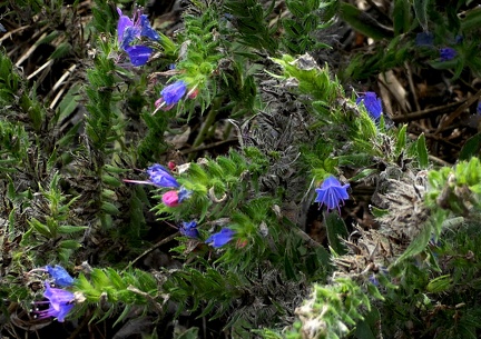 Echium vulgare-2