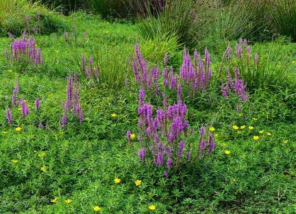 Lythrum salicaria-2