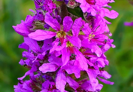 Lythrum salicaria