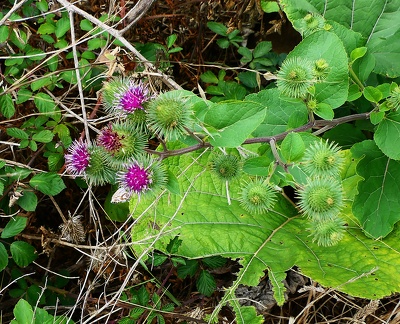 Arctium lappa